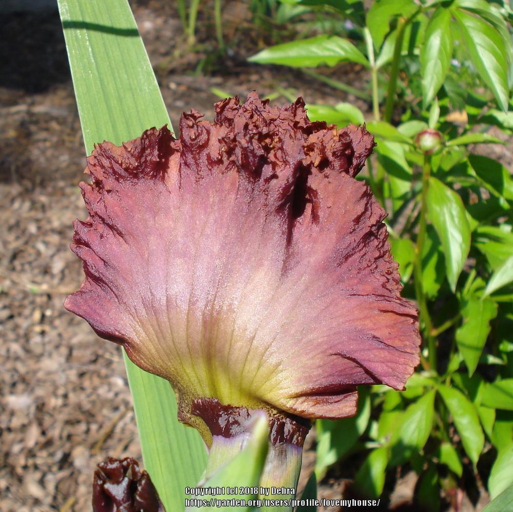 Photo of Tall Bearded Iris (Iris 'Chestnuts Roasting') uploaded by lovemyhouse