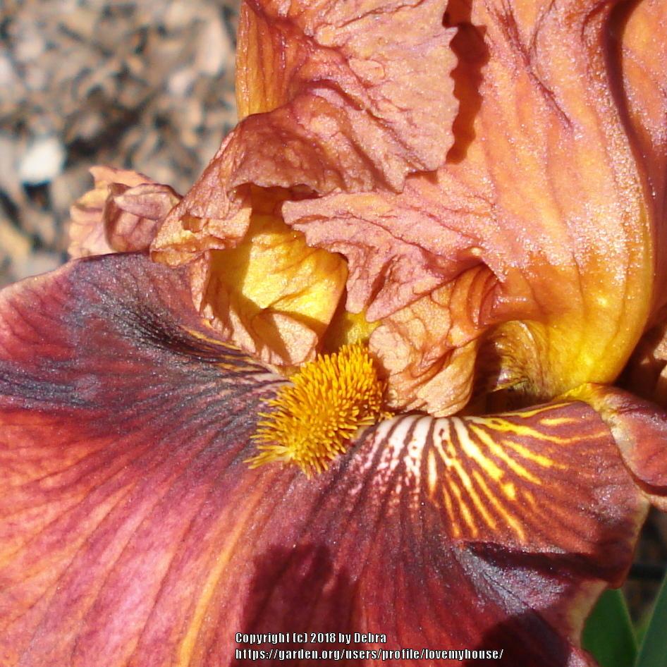 Photo of Tall Bearded Iris (Iris 'Chestnuts Roasting') uploaded by lovemyhouse