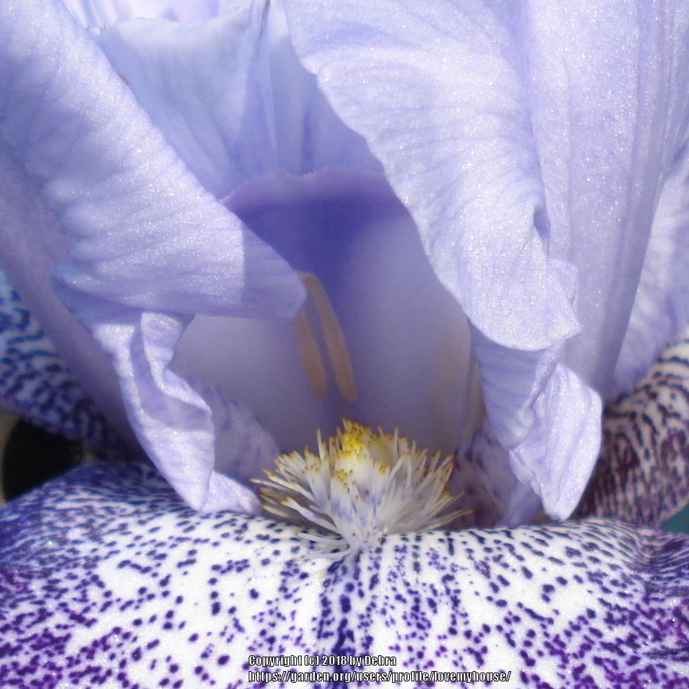 Photo of Tall Bearded Iris (Iris 'Splashacata') uploaded by lovemyhouse