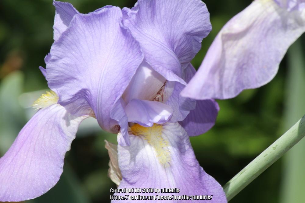 Photo of Species Iris (Iris pallida) uploaded by pinkiris