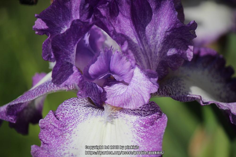 Photo of Tall Bearded Iris (Iris 'Jesse's Song') uploaded by pinkiris