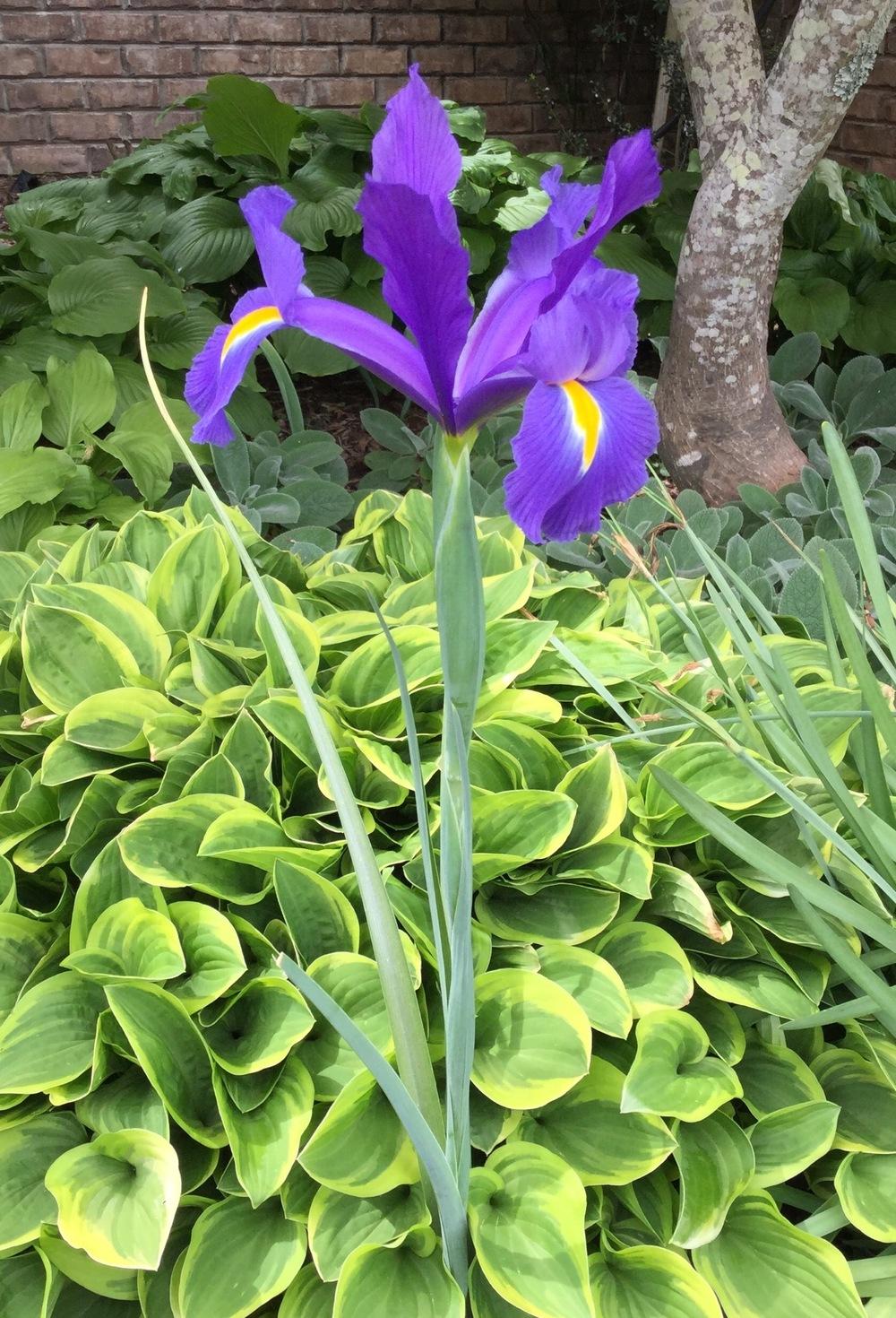 Photo of Dutch Iris (Iris x hollandica) uploaded by scflowers