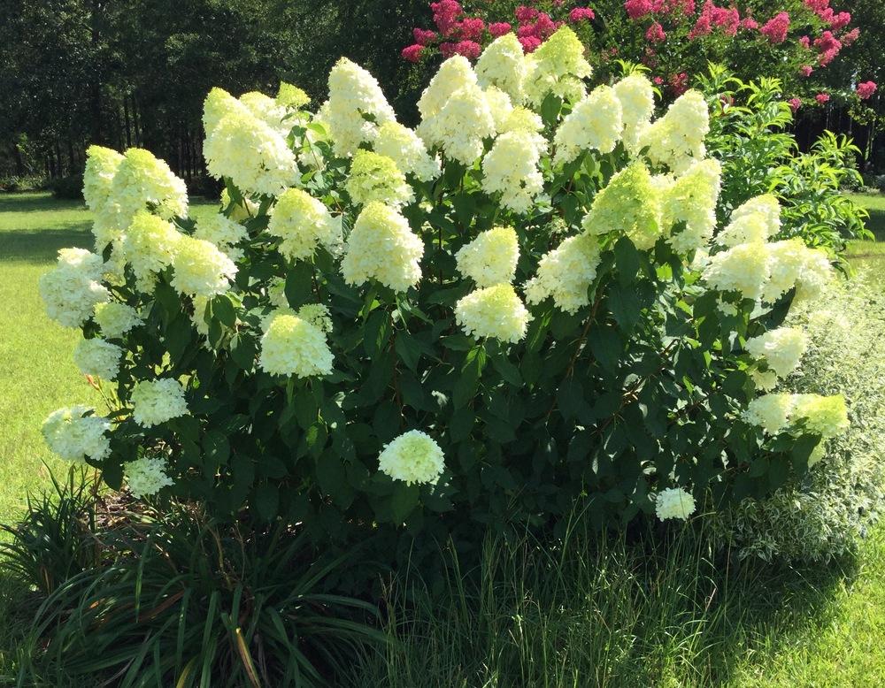 Photo of Panicle Hydrangea (Hydrangea paniculata Limelight™) uploaded by scflowers