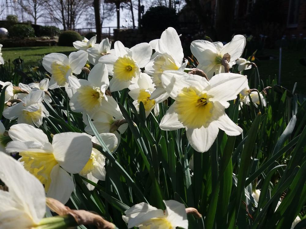 Photo of Large-Cupped Daffodil (Narcissus 'Ice Follies') uploaded by Caruso