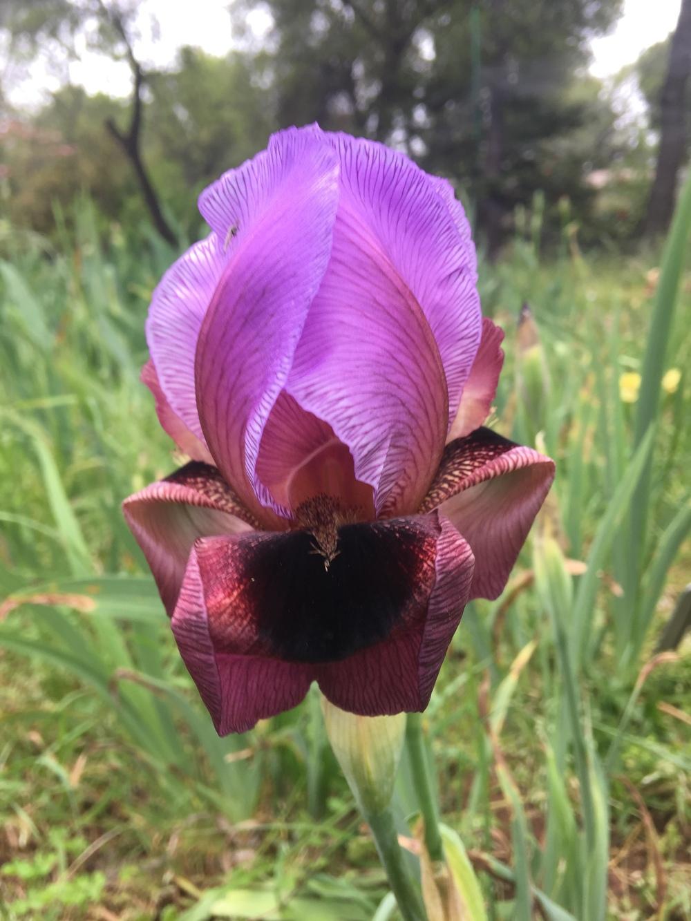 Photo of Arilbred Iris (Iris 'New Vision') uploaded by Charriet