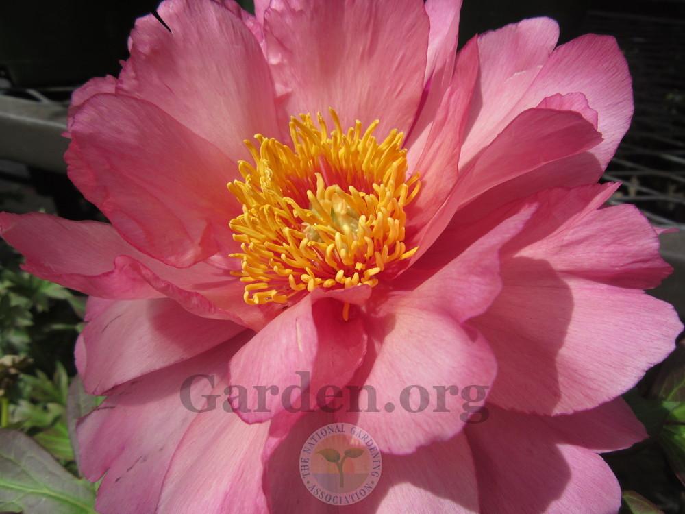 Photo of Intersectional Peony (Paeonia Keiko™) uploaded by Frillylily