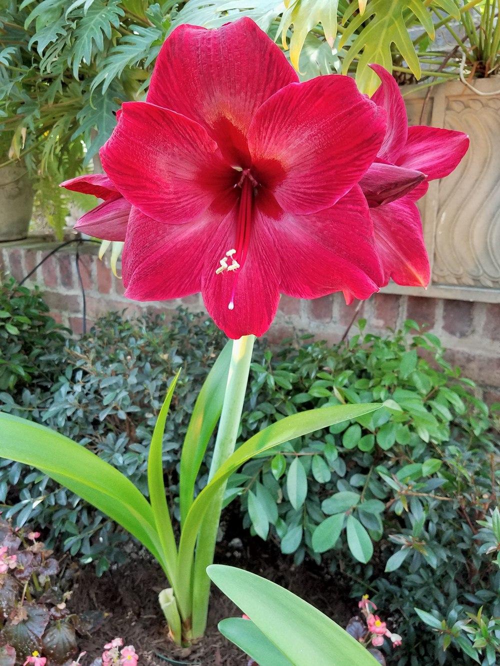 Photo of Amaryllis (Hippeastrum 'Red Pearl') uploaded by Gerris2