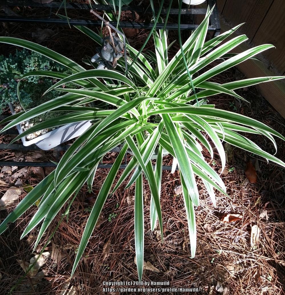Photo of Spider Plant (Chlorophytum comosum 'Variegatum') uploaded by Hamwild