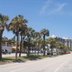 Location: Lauderdale By The Sea, Florida
Date: 2018-03-25
palms planted in a long strip in avenue