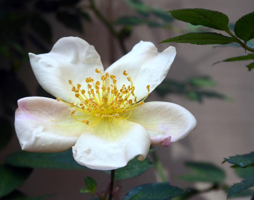Photo of Rose (Rosa 'Mutabilis') uploaded by JulieB