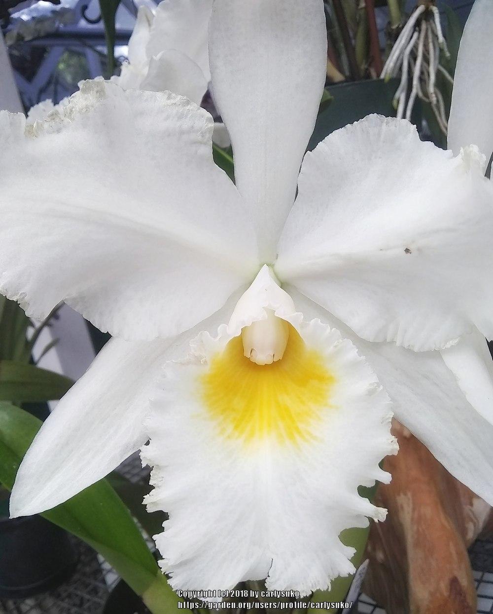Photo of Orchid (Cattleya) uploaded by carlysuko