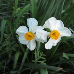Location: Kyle, Texas
Date: 2018-04-12
Tough and pretty, like the other narcissus plants