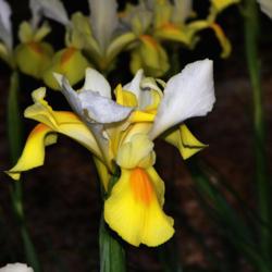 Location: Botanical Gardens of the State of Georgia...Athens, Ga
Date: 2018-04-11
White And Yellow Iris 004