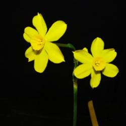 Location: St Louis Daffodil Show (Mobot)
Date: 2018-03-31