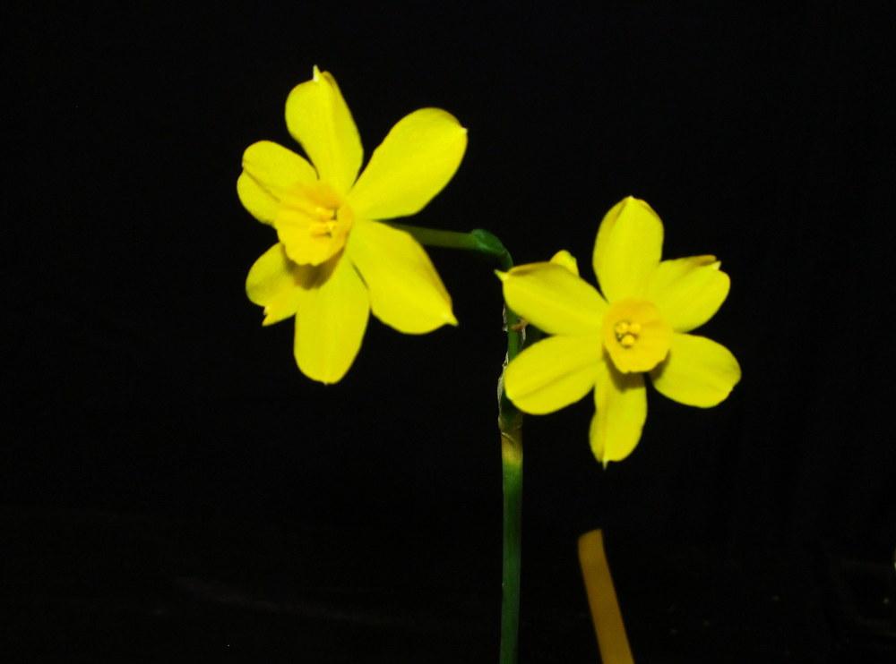 Photo of Species Daffodil (Narcissus jonquilla subsp. jonquilla 'Early Louisiana') uploaded by jmorth