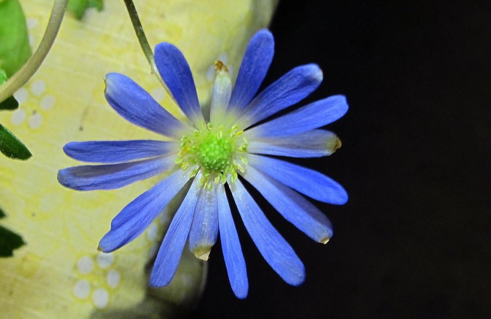 Photo of Grecian Windflower (Anemone blanda 'Blue Shades') uploaded by jmorth