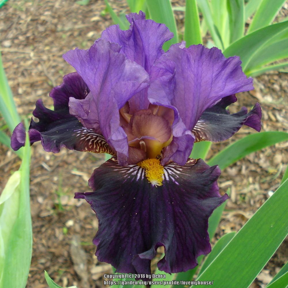 Photo of Tall Bearded Iris (Iris 'Miss Piggy') uploaded by lovemyhouse