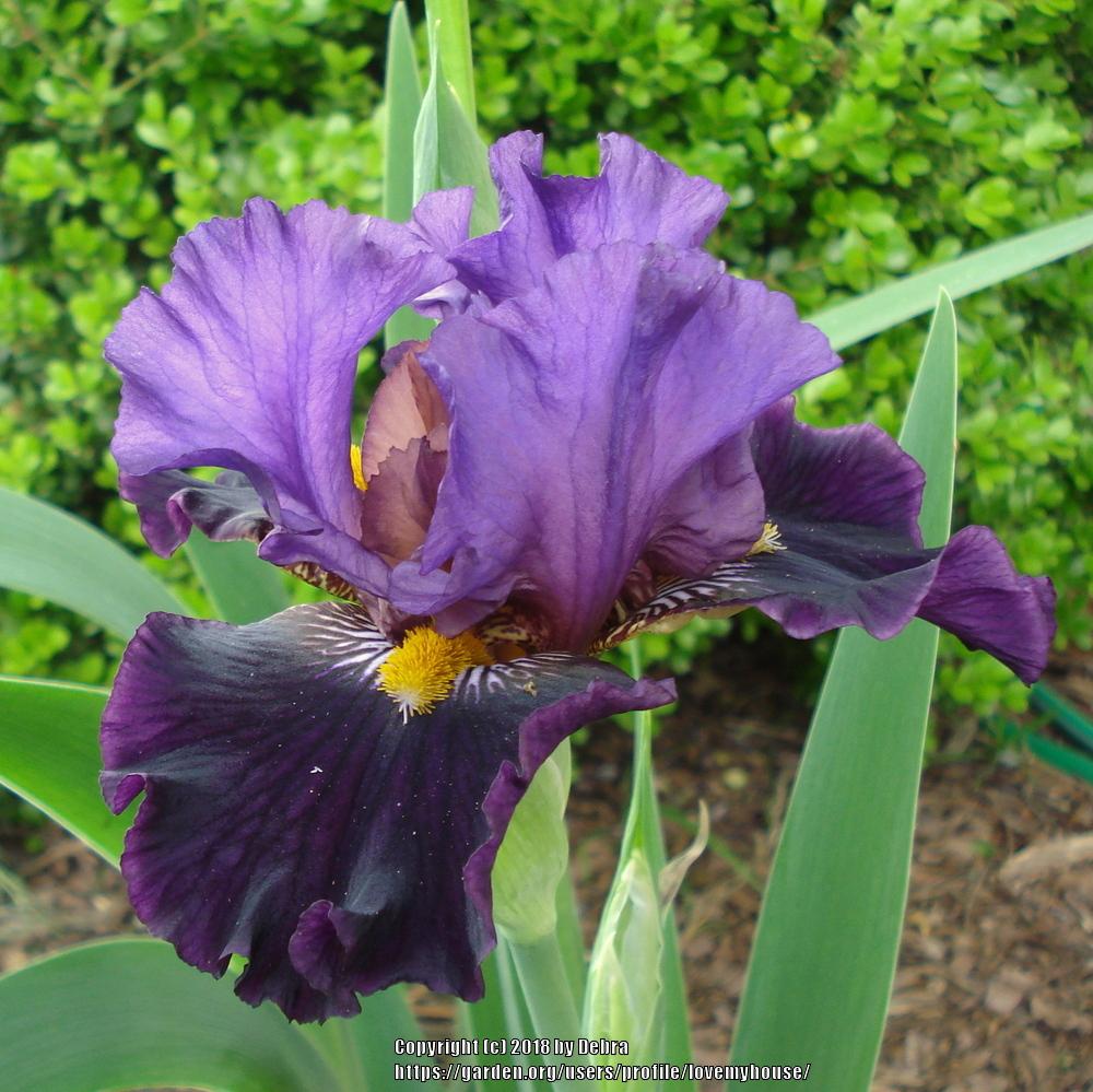 Photo of Tall Bearded Iris (Iris 'Miss Piggy') uploaded by lovemyhouse