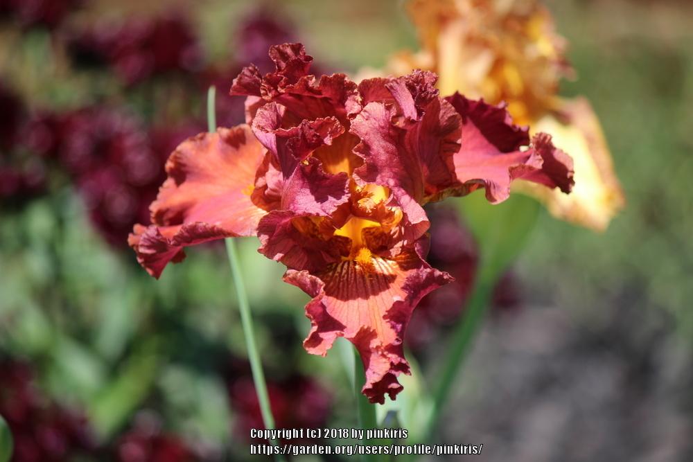 Photo of Tall Bearded Iris (Iris 'Cajun Spices') uploaded by pinkiris