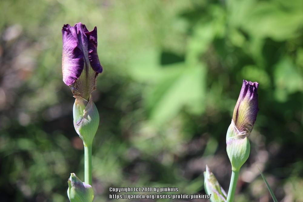 Photo of Tall Bearded Iris (Iris 'Cupid's Arrow') uploaded by pinkiris
