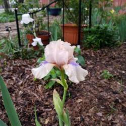 Location: My Caffeinated Garden, Grapevine, TX
Date: March 27, 2018
Cute little iris that grabs your attention in a big way!