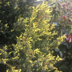 Location: My garden
Date: 2018-04-12
New emerging gold growth in the spring