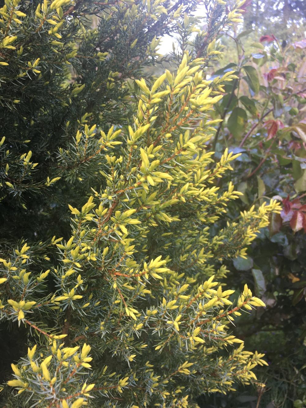 Photo of Juniper (Juniperus communis 'Gold Cone') uploaded by Calif_Sue
