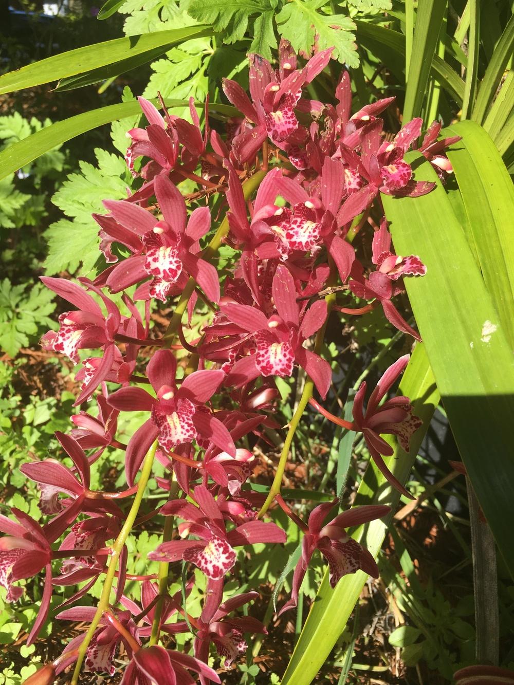 Photo of Orchid (Cymbidium) uploaded by Calif_Sue