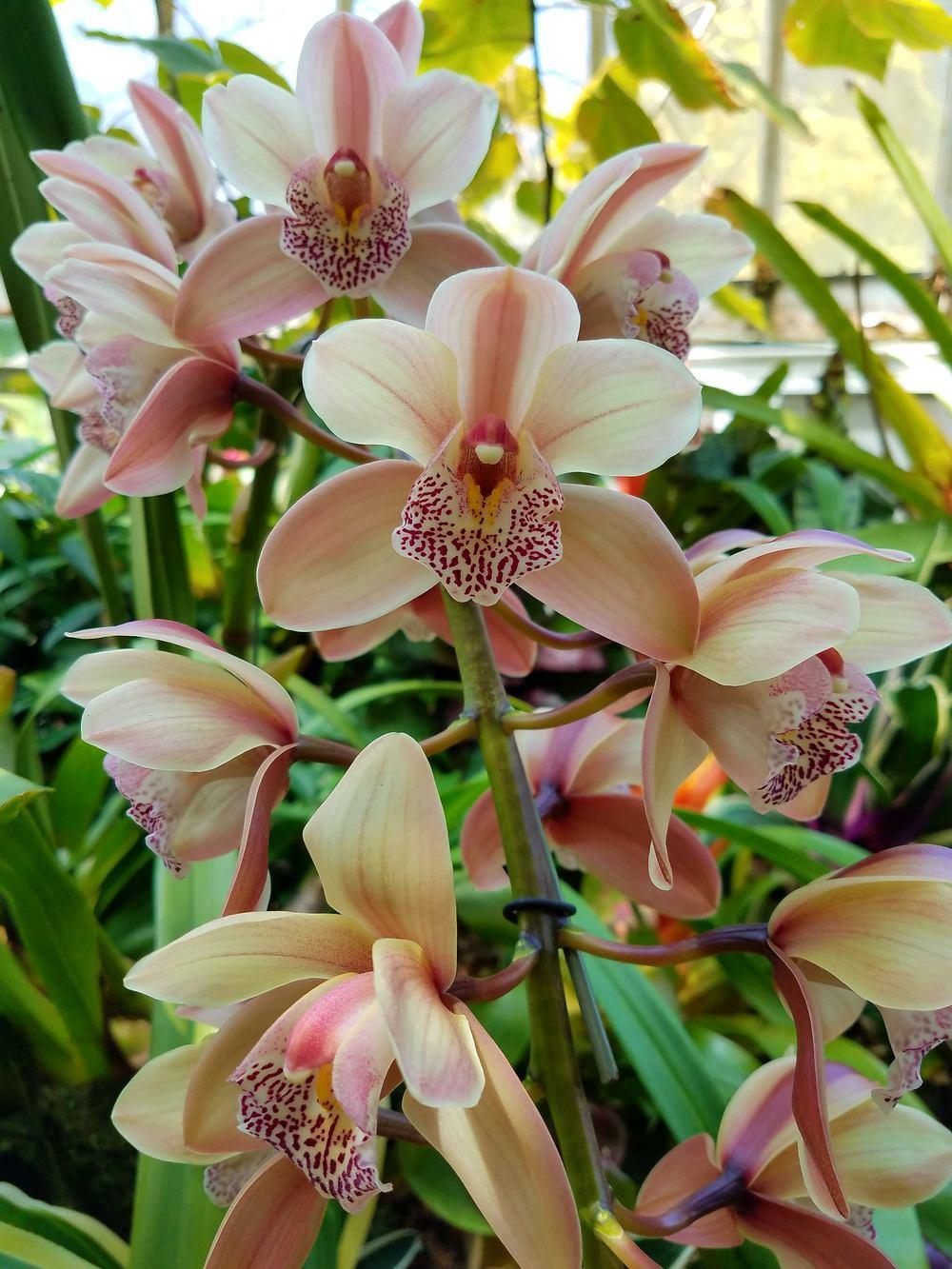 Photo of Orchid (Cymbidium) uploaded by Gerris2
