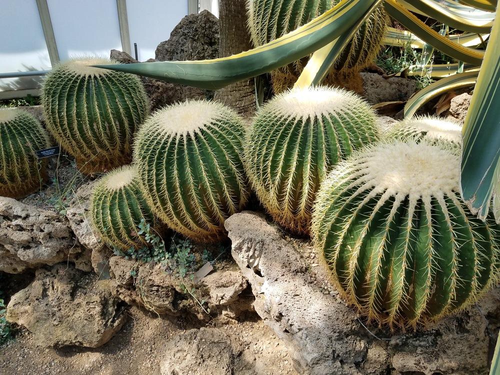 Photo of Golden Barrel Cactus (Kroenleinia grusonii) uploaded by Gerris2