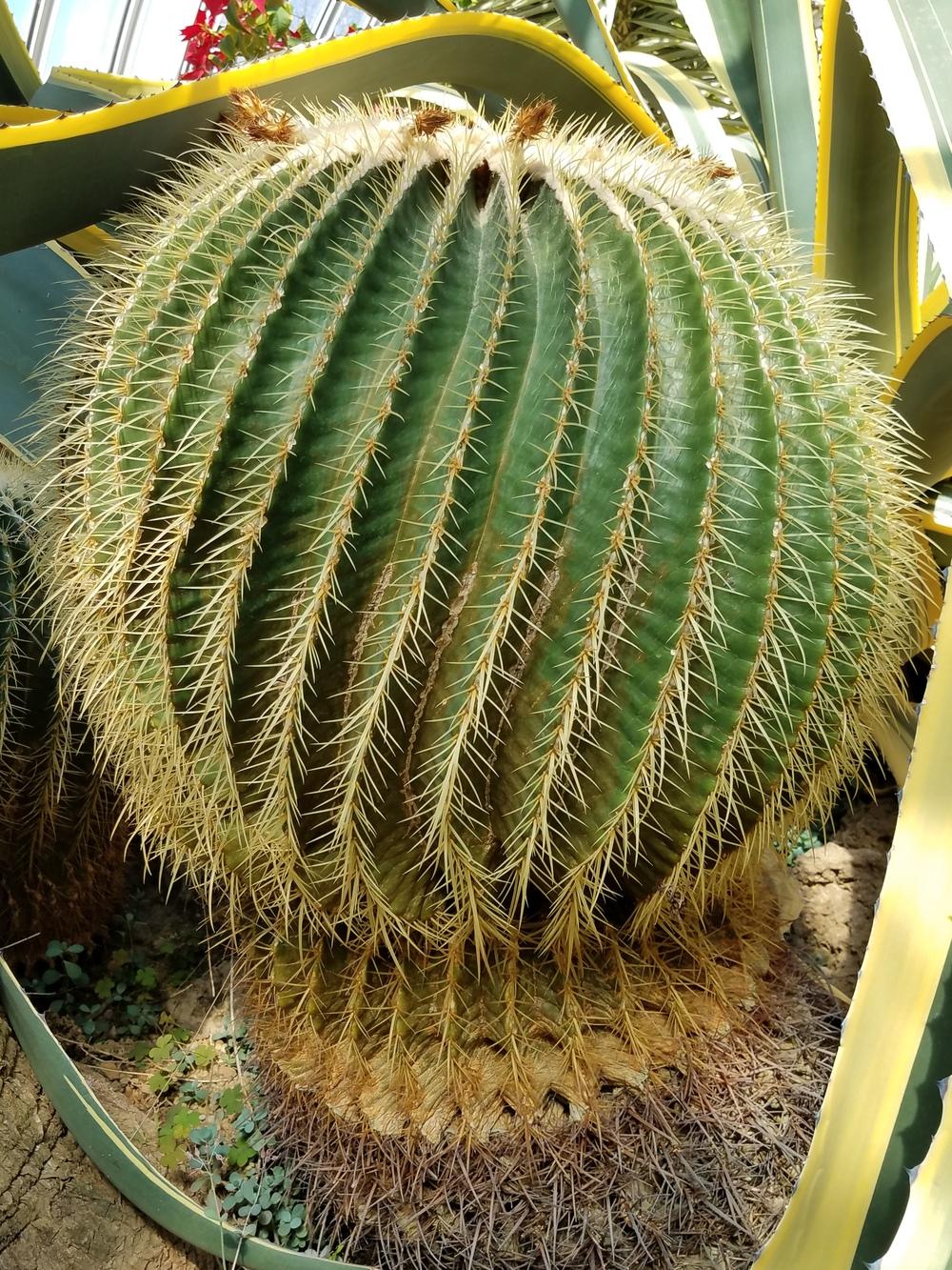 Photo of Golden Barrel Cactus (Kroenleinia grusonii) uploaded by Gerris2
