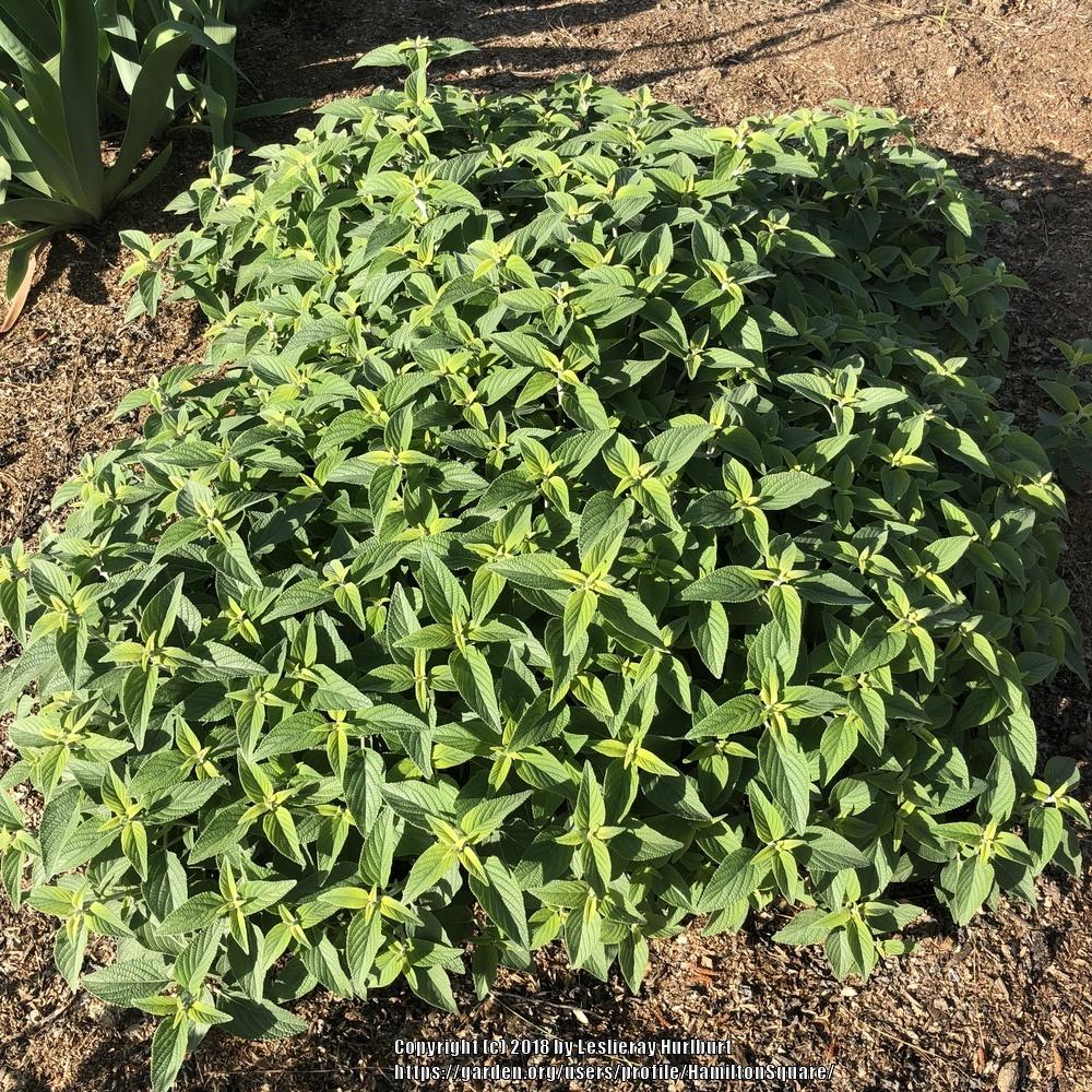 Photo of Sage (Salvia 'Anthony Parker') uploaded by HamiltonSquare