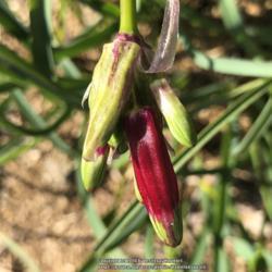 Location: Hamilton Square Garden, Historic City Cemetery, Sacramento CA.
Date: 2018-04-12
Group of 50 bulbs, of this CA native via Holland, planted here wi