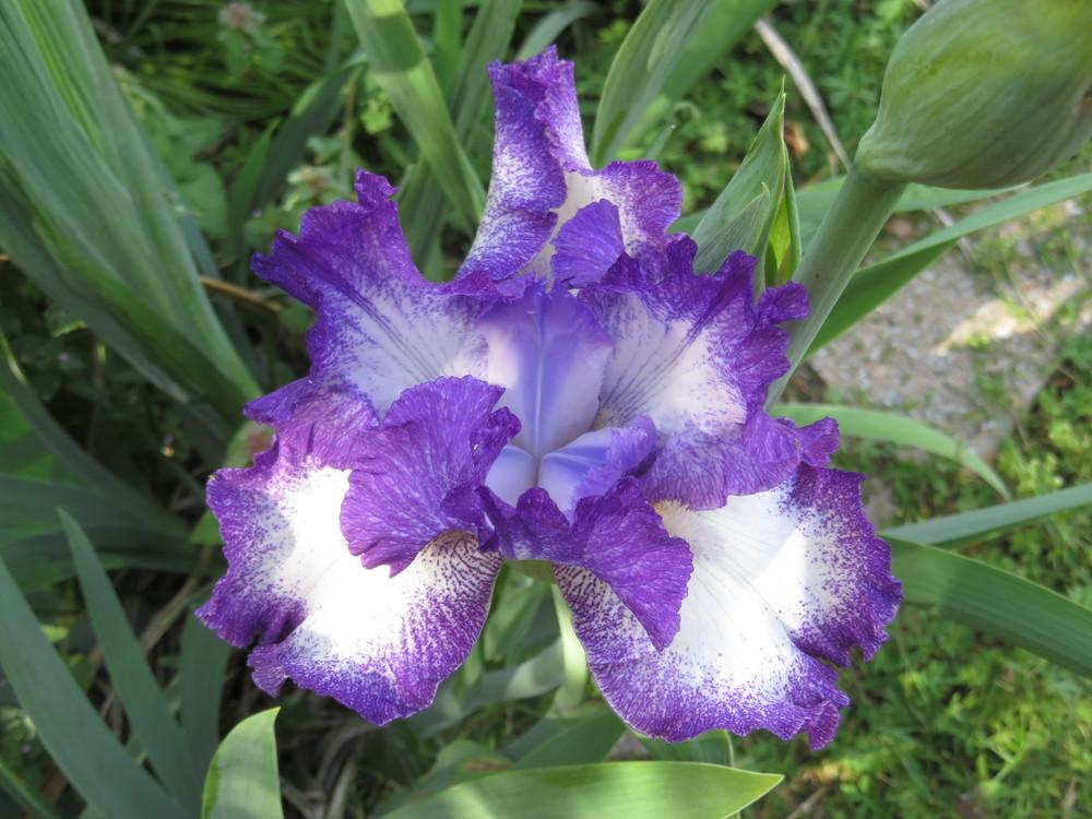 Photo of Irises (Iris) uploaded by Hemophobic