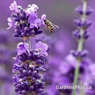 Photo of English Lavender (Lavandula angustifolia 'Munstead') uploaded by Joy