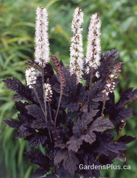 Photo of Branched Bugbane (Actaea simplex 'Pink Spike') uploaded by Joy