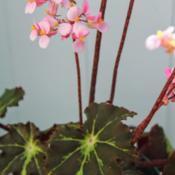 Begonia 'Chivalry' in bloom.