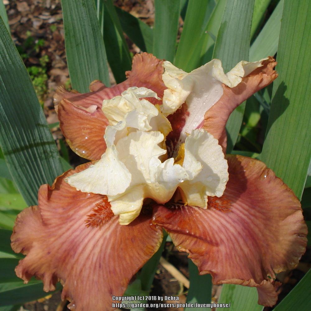 Photo of Tall Bearded Iris (Iris 'Off to the Races') uploaded by lovemyhouse
