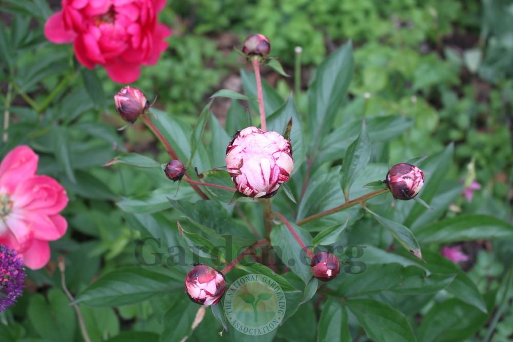 Photo of Chinese Peony (Paeonia lactiflora 'The Fawn') uploaded by sgardener