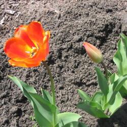 Location: Front Garden
Date: 2018-04-12
Tulips here, tulips coming