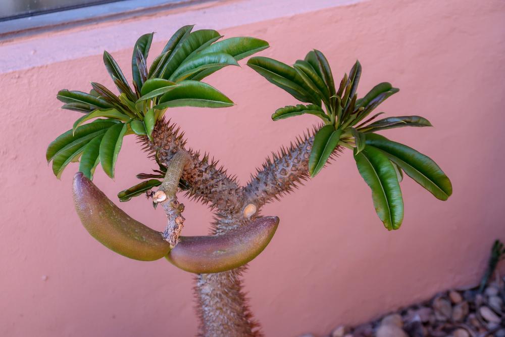 Photo of Madagascar Palm (Pachypodium lamerei) uploaded by Baja_Costero