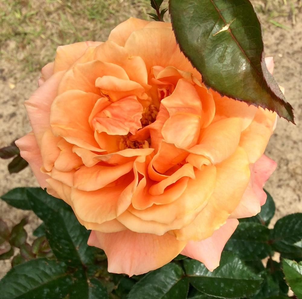 Photo of Rose (Rosa 'Arizona') uploaded by GaNinFl