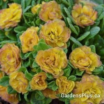 Photo of English Primrose (Primula vulgaris Belarina® Rosette Nectarine) uploaded by Joy