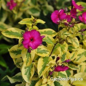 Photo of Variegated Garden Phlox (Phlox paniculata 'Goldmine') uploaded by Joy