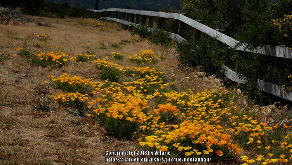 Photo of California Poppy (Eschscholzia californica) uploaded by bootandall