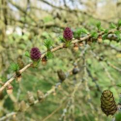 Location: Oxfordshire, England
Date: 2018-04-14
Emerging cones (fawn), young cones (red) and old cones (brown)