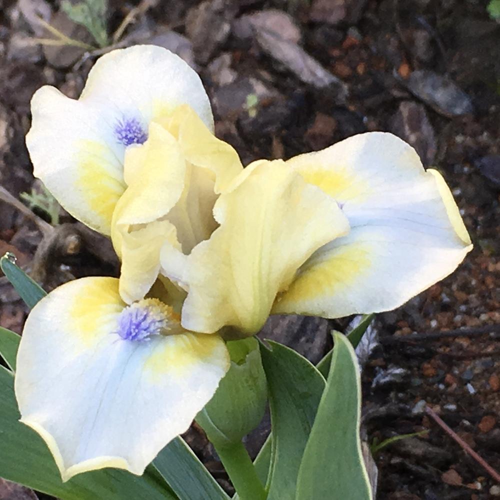 Photo of Standard Dwarf Bearded Iris (Iris 'Lemon Twist') uploaded by lilpod13