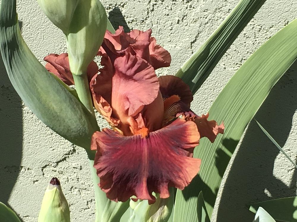 Photo of Tall Bearded Iris (Iris 'Drinks at Sunset') uploaded by lilpod13