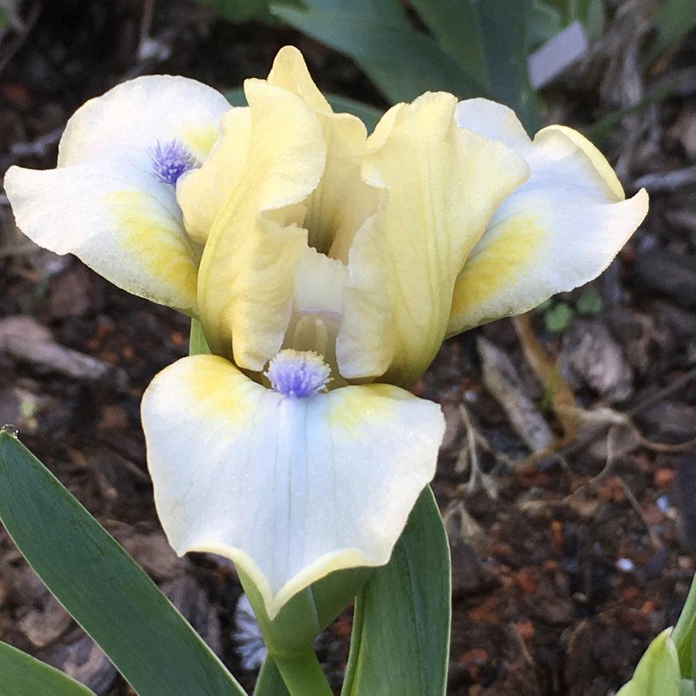 Photo of Standard Dwarf Bearded Iris (Iris 'Lemon Twist') uploaded by lilpod13