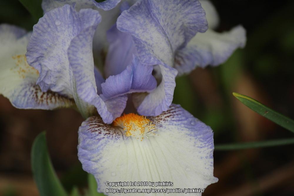 Photo of Standard Dwarf Bearded Iris (Iris 'Canadian Kisses') uploaded by pinkiris